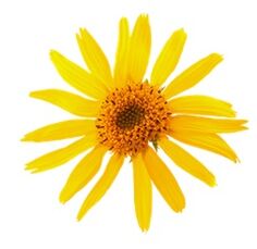 arnica in Levicose voor spataderen