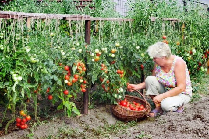 tuintomaten voor spataderen